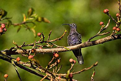 《Apex手游》不予退款 未来或有其他移动端Apex